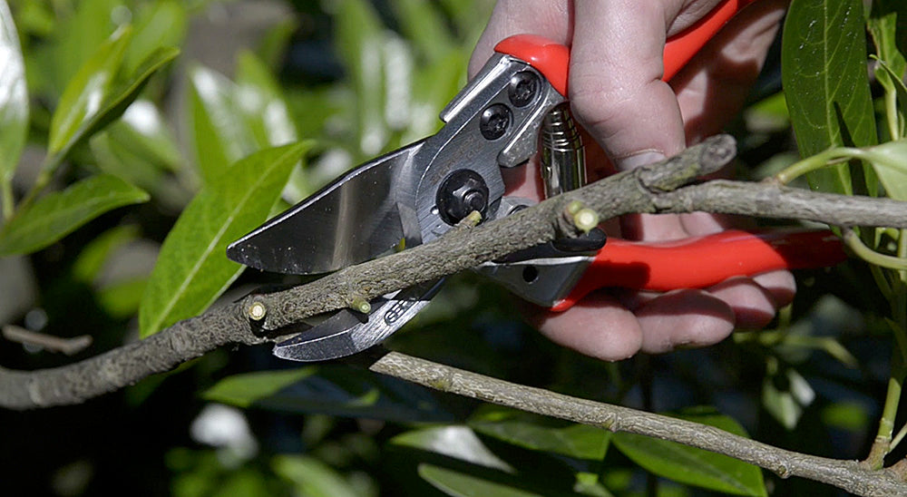 BERGER Handschere 1104 schneidet Ast im Garten