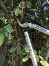 Astschere Bypass Klassik 4200 schneidet einen Ast