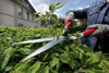 BERGER Heckenschere 4590 schneidet Hecke im Garten
